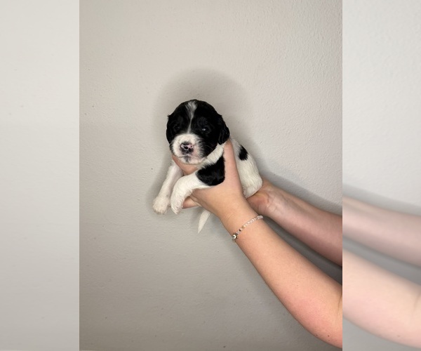 Medium Photo #2 Goldendoodle mix (+ Poodle Standard) Puppy For Sale in WEAVER, AL, USA