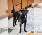 Small #3 Toy Fox Terrier Mix
