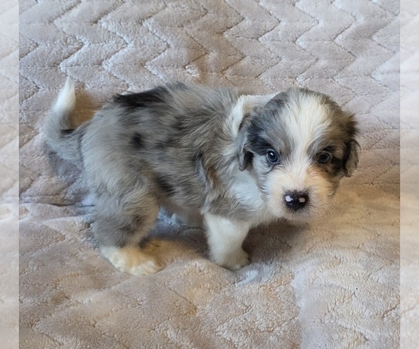 Medium Photo #16 Aussiedoodle Puppy For Sale in WILLS POINT, TX, USA