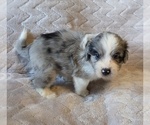 Small #15 Aussiedoodle