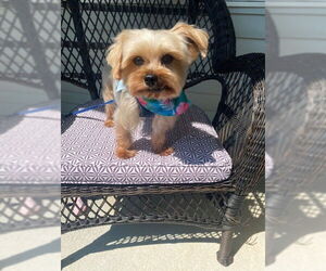 Mutt Dogs for adoption in Allentown,, PA, USA