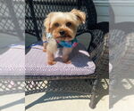 Small Photo #1 Mutt Puppy For Sale in Allentown,, PA, USA