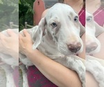 Small #18 Great Dane