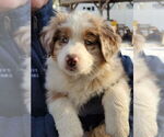 Small #1 Australian Shepherd