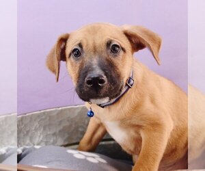 Black Mouth Cur-Labrador Retriever Mix Dogs for adoption in Sheridan, CO, USA