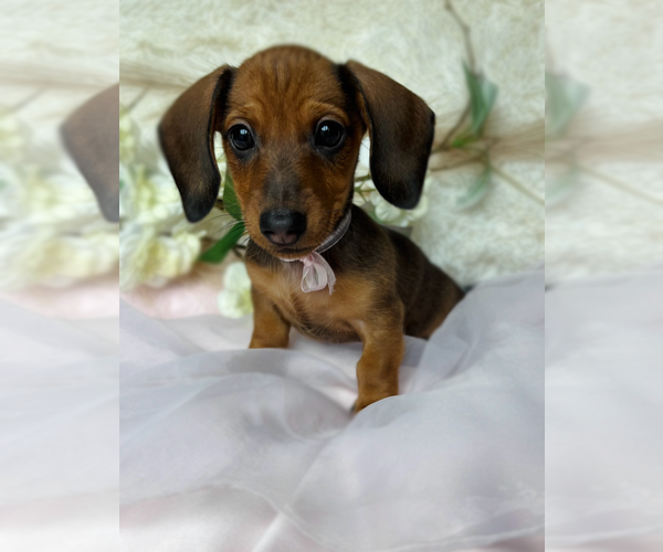 Medium Photo #1 Dachshund Puppy For Sale in LAVONIA, GA, USA