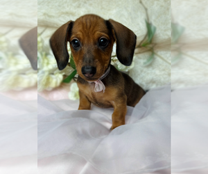 Medium Dachshund