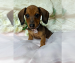 Puppy Puppy 3 Purple Dachshund