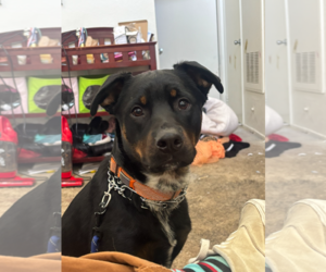 SILAS - Male Rottweiler-Unknown Mix Dog for Adoption - Photo #2