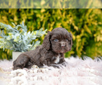 Small #2 Cocker Spaniel