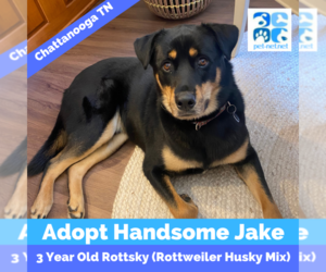 Rottweiler-Siberian Husky Mix Dog for Adoption in CHATTANOOGA, Tennessee USA