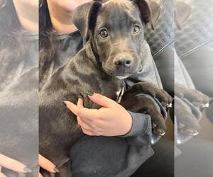 Labrador Retriever-Unknown Mix Dogs for adoption in Rockwall, TX, USA