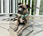 Small #8 Mutt