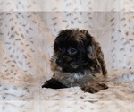 Small #8 Yorkiepoo mix (+ Poodle Toy)