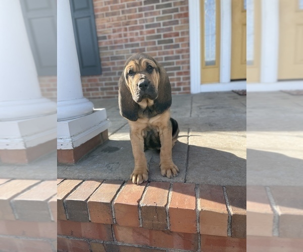 Medium Photo #1 Bloodhound Puppy For Sale in BOLIVAR, MO, USA