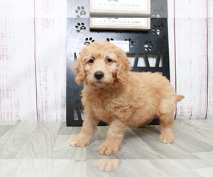 Goldendoodle (Miniature) Puppy for sale in MARIETTA, GA, USA