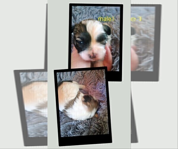 Medium Photo #5 Mal-Shi Puppy For Sale in WOBURN, MA, USA
