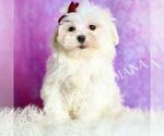 Puppy Luca AKC Maltese