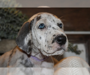 Great Dane Puppy for sale in WHITTIER, CA, USA