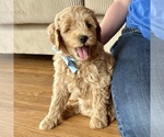 Small #4 Goldendoodle (Miniature)