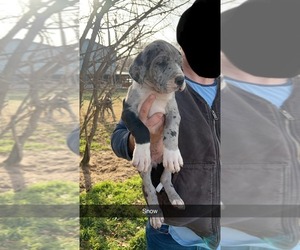 Great Dane Puppy for sale in PONCA CITY, OK, USA