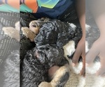 Small Photo #8 Goldendoodle Puppy For Sale in LAKEWOOD, WA, USA