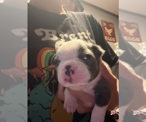 Boston Terrier Puppy for sale in BUCHANAN, VA, USA