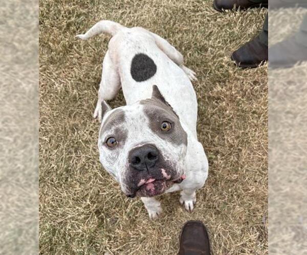 Medium Photo #1 Mutt Puppy For Sale in Temple, TX, USA