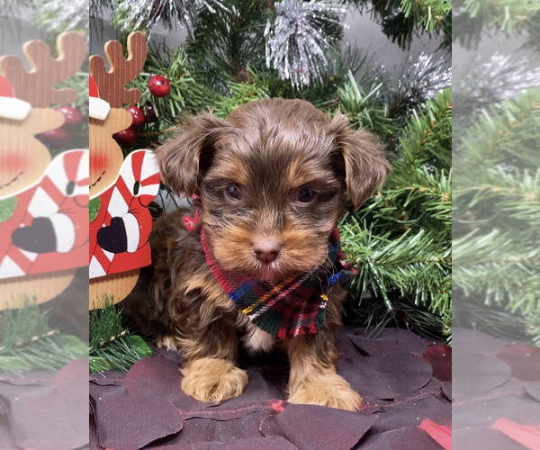 Medium Photo #3 Shorkie Tzu-Yorkshire Terrier Mix Puppy For Sale in SELLERSBURG, IN, USA
