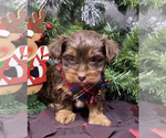 Small #2 Shorkie Tzu-Yorkshire Terrier Mix