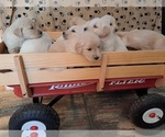 Small Photo #1 Golden Retriever Puppy For Sale in CITRUS HEIGHTS, CA, USA