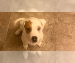 Mutt Dogs for adoption in garner, NC, USA