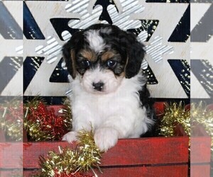 Cavapoo-Poodle (Standard) Mix Puppy for sale in FREDERICKSBURG, OH, USA