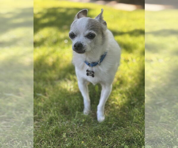 Medium Photo #2 Chihuahua-Unknown Mix Puppy For Sale in Santa Clara, CA, USA