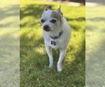 Small #1 Chihuahua Mix