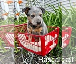 Puppy Puppy 2 Australian Cattle Dog