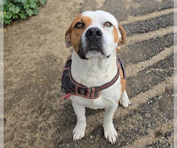 Medium Photo #1 Mutt Puppy For Sale in Bakersfield, CA, USA