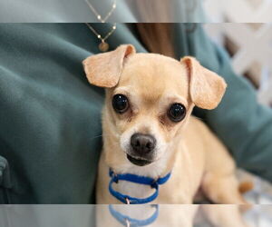 Chihuahua Dogs for adoption in Mundelein, IL, USA