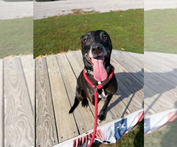 Medium Photo #2 American Staffordshire Terrier-Unknown Mix Puppy For Sale in Pierceton , IN, USA