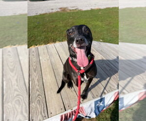 Kai - Male American Staffordshire Terrier-Unknown Mix Dog for Adoption - Photo #2