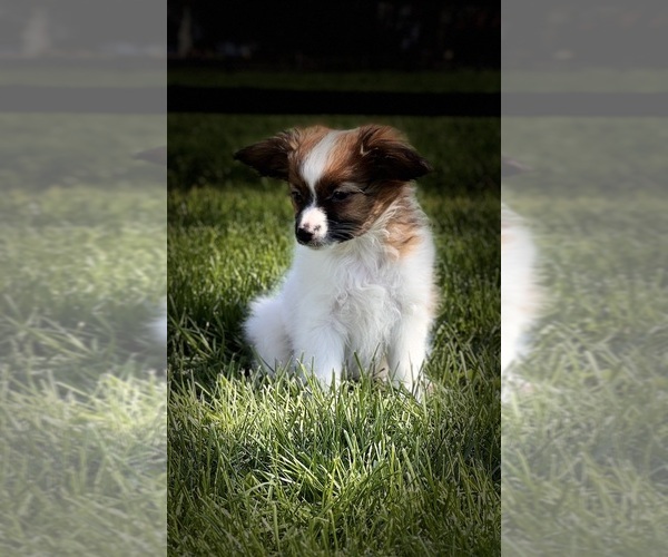 Medium Photo #2 Papillon Puppy For Sale in CANOGA, NY, USA