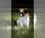 Small #1 Papillon