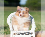 Puppy Margo AKC Pomeranian