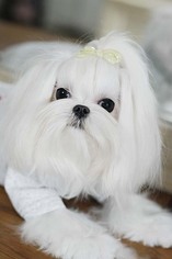 Father of the Maltese puppies born on 04/15/2017