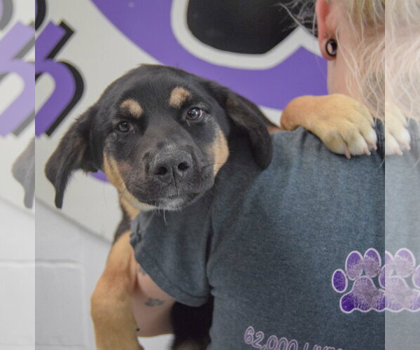 Medium Photo #5 Shepweiller Puppy For Sale in Huntley, IL, USA