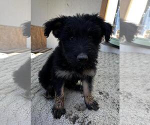 German Shepherd Dog-Unknown Mix Dogs for adoption in Incline Village, NV, USA