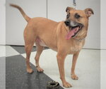 Small #4 Dachshund Mix