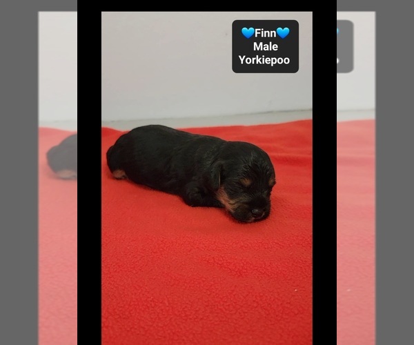 Medium Photo #2 Yorkipoo Puppy For Sale in TUCSON, AZ, USA