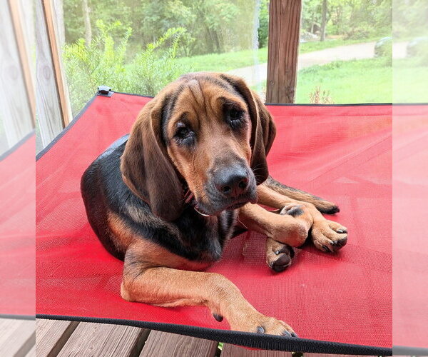 Medium Photo #1 Mutt Puppy For Sale in Vail, AZ, USA