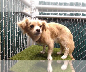 Mutt Dogs for adoption in Downey, CA, USA